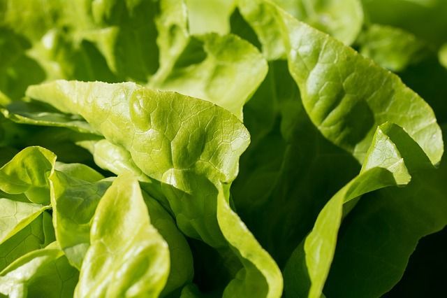 Mexico, ninth producer of lettuce worldwide