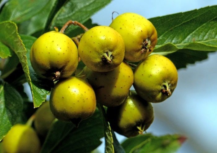 Mexican tejocotes: more than just an ingredient in Christmas fruit punch