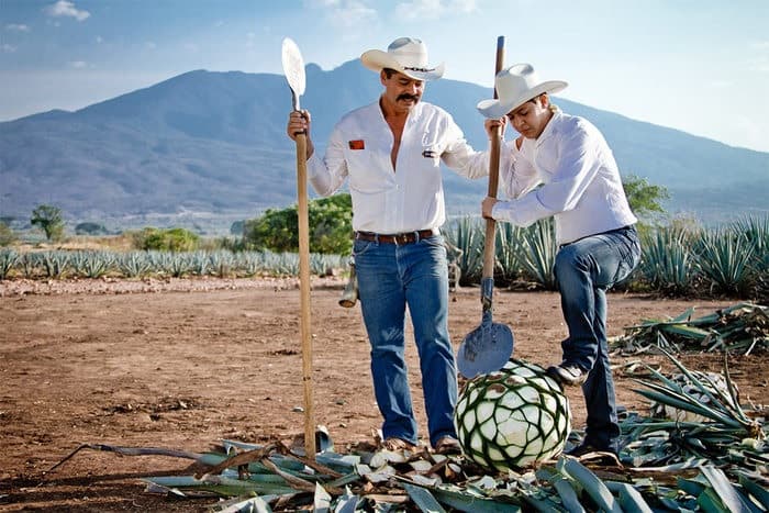 Mexico endorses appellation of origin for tequila and mezcal