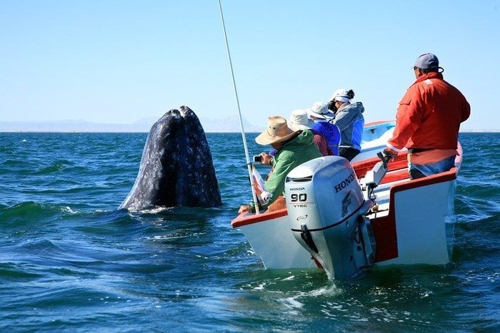 Oaxaca: Whale Watching Season Begins in Mexico