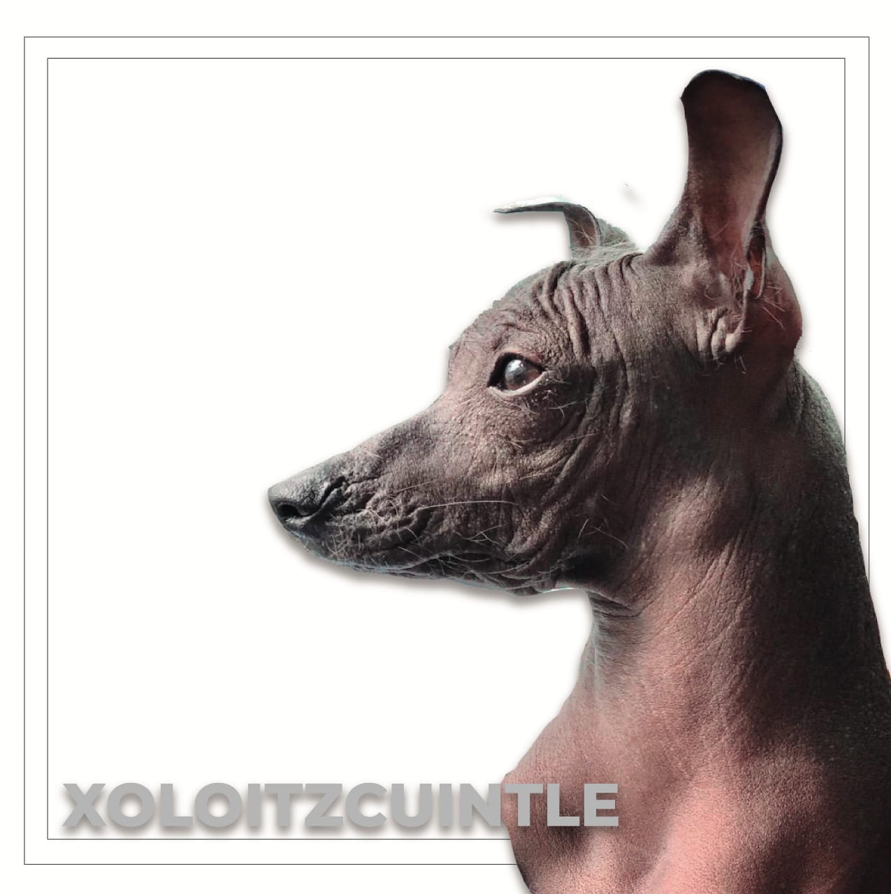 This is the legend of the Xoloitzcuintle, the Aztec dog