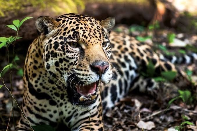 Animals in Mexico: more than 600 species in danger of extinction