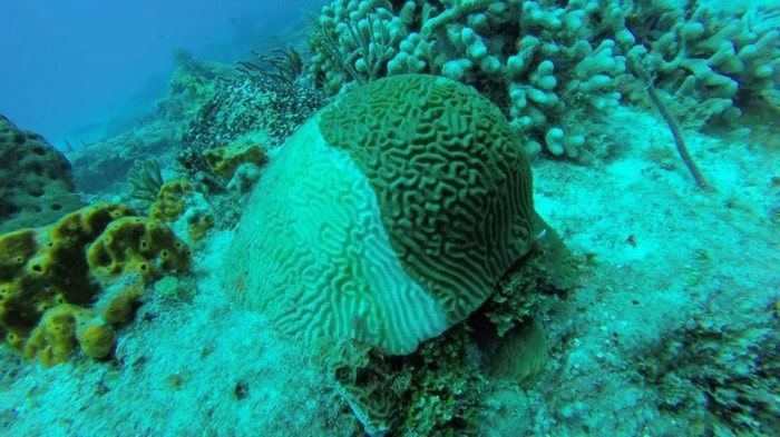 White syndrome doesn't surrender on reefs, warns Akumal Ecological Center