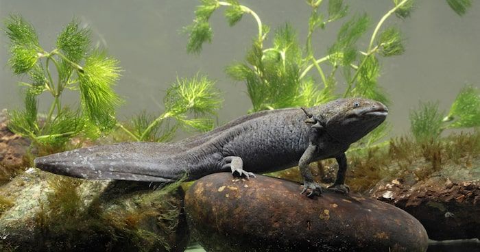 The Mexican axolotl salamander resists disappearing in Xochimilco