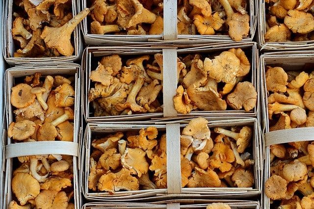 Edible mushrooms from Mexico: high-quality wild foods