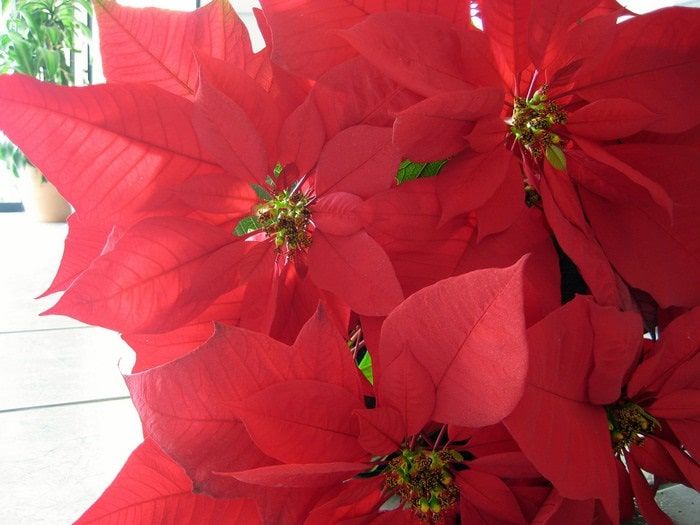 The Cuetlaxóchitl flower, Mexico's Christmas gift to the world