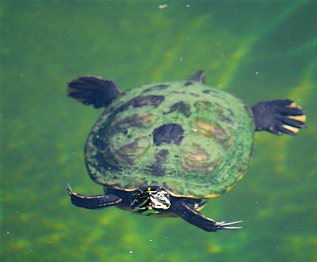 Japanese turtles become a plague in Mexico