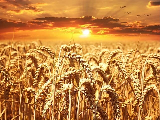 Argentina approves transgenic drought-resistant wheat