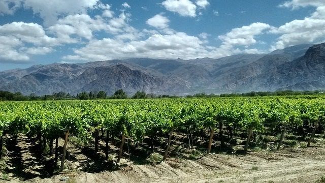 75% of Argentina's organic wines are destined for the European Union