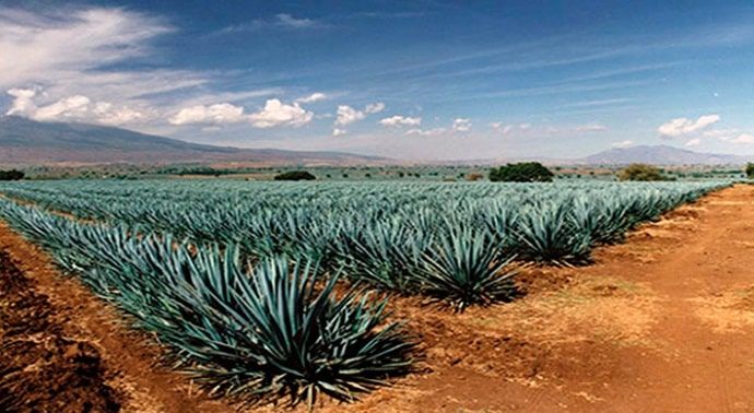 Agaves or magueys, plants of infinite uses for wonderful things