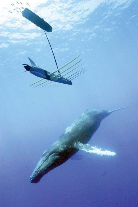 Un nuevo estudio de ballenas puede mostrar un posible vínculo entre Hawai y México