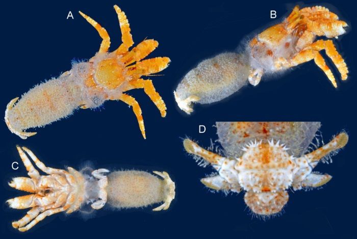 Se descubre una nueva especie de cangrejo ermitaño en el Golfo de México