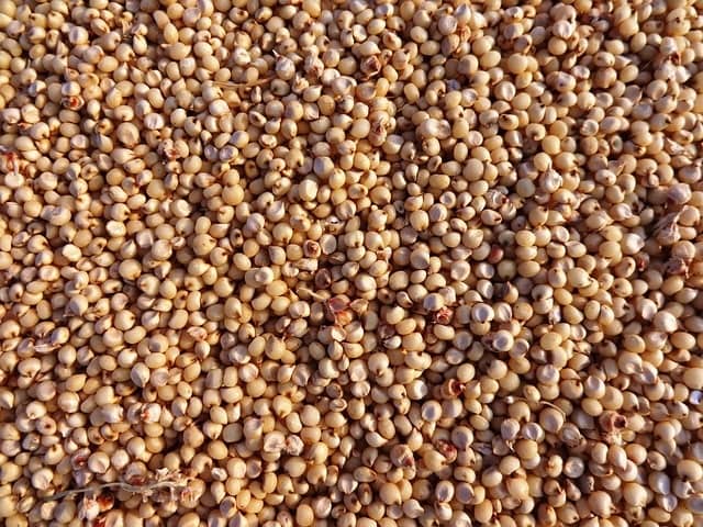 Sorghum, a gluten-free option: What is it like and what is it good for?