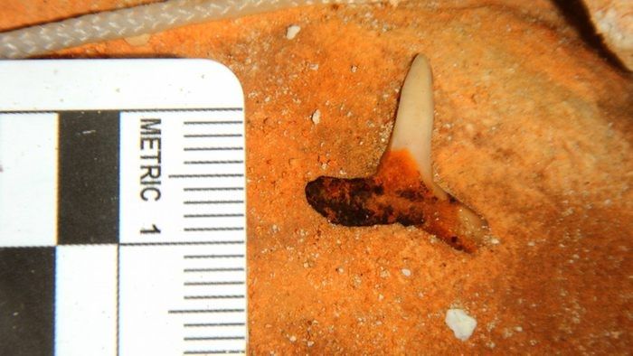 Descubren dientes de megalodon en México