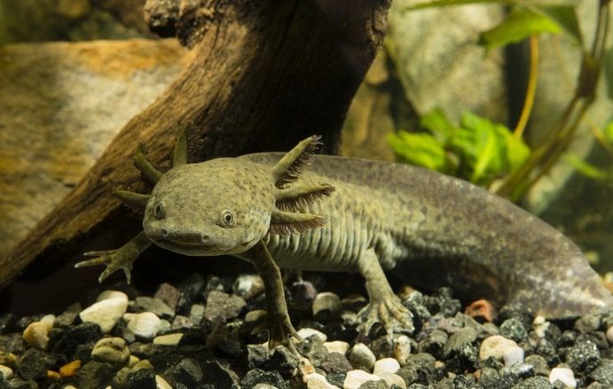 Os axolotls: as adoráveis salamandras gigantes do México