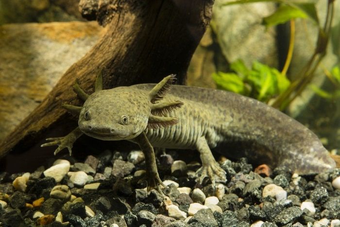 Los axolotl: las adorables salamandras gigantes de México