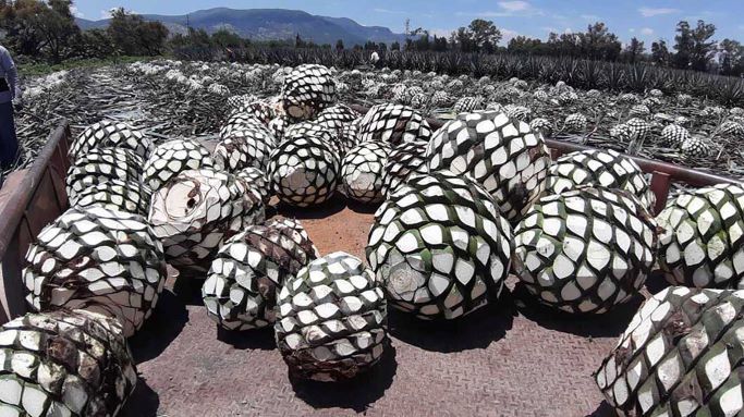 Research resolves agave shortage to continue tequila production