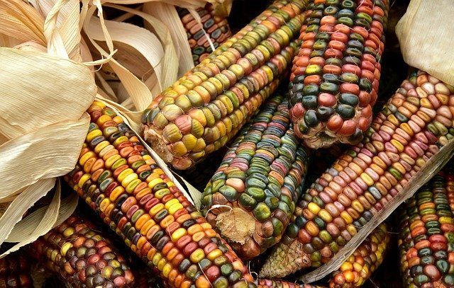 Mexican corn, the wealth of Mexico