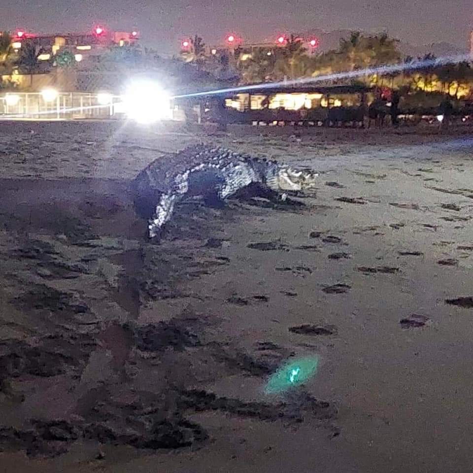 A giant crocodile prowled tourist beach in Nuevo Vallarta