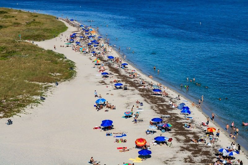 Miami: Seaweed invades South Florida beaches