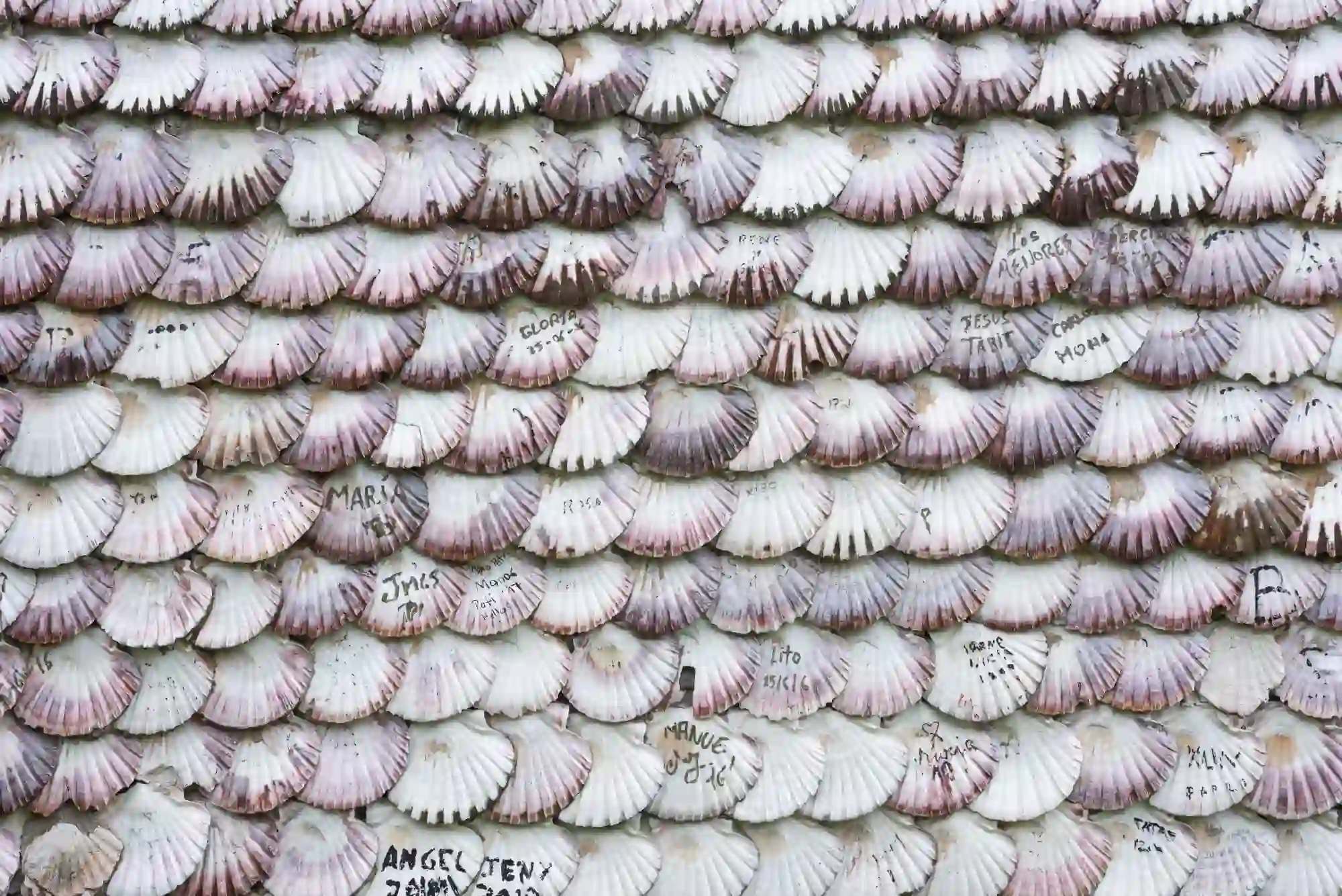 Baja California, the main producer of bivalve mollusks in Mexico