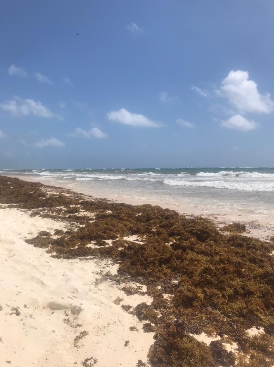 More sargassum seaweed arrives on Tulum's shores