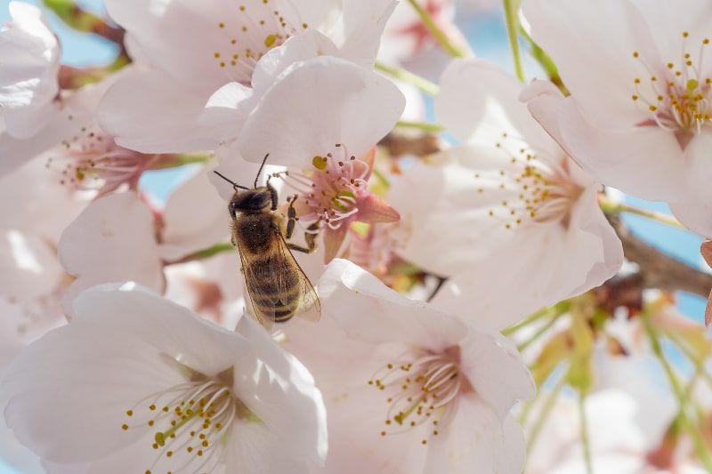 Bees, essential for human survival