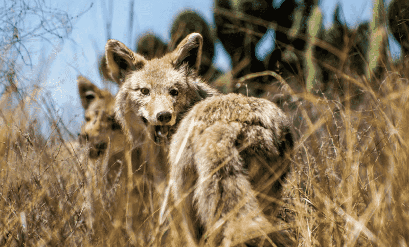 Coyote (Canis latrans), its habitat and behavior