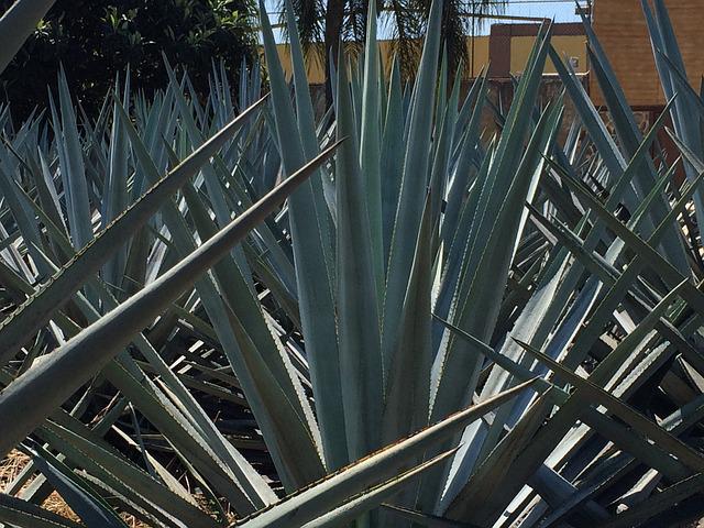 Properties of agave inulin Tequilana weber blue variety