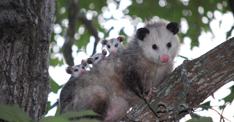 Some Curious Facts about the Tlacuaches (Opossum) in Mexico