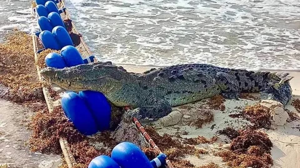 Huge crocodile roams on the shores of Tulum beach