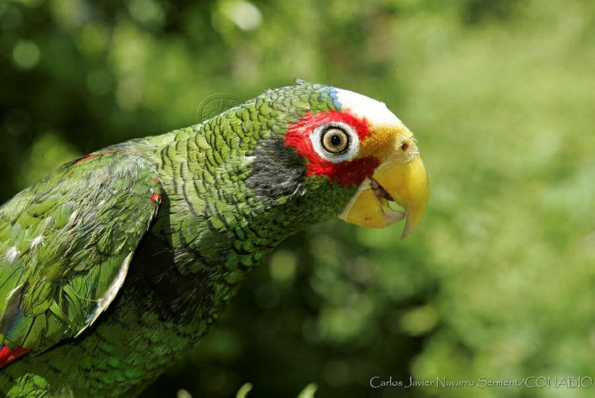 The Yucatan parrot, peninsular pride threatened by illegal trafficking