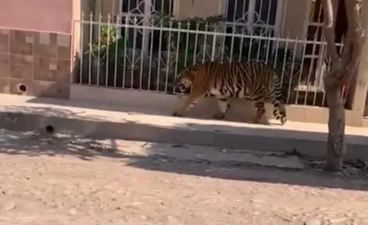 A huge tiger walking through the streets of Tecuala, Nayarit