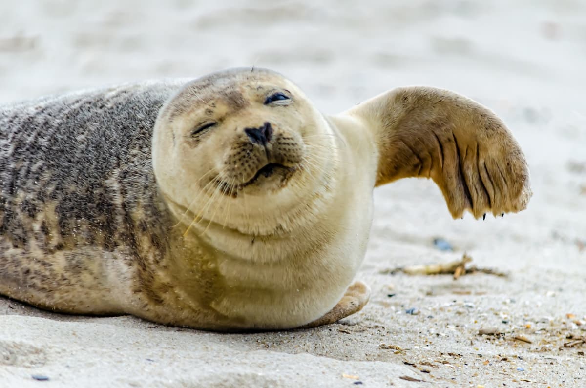 About sea lion sightings on Mexican Pacific beaches