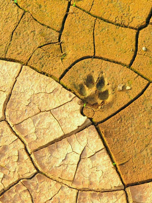 In Search of Clues: An Introduction to the Study of Animal Tracks