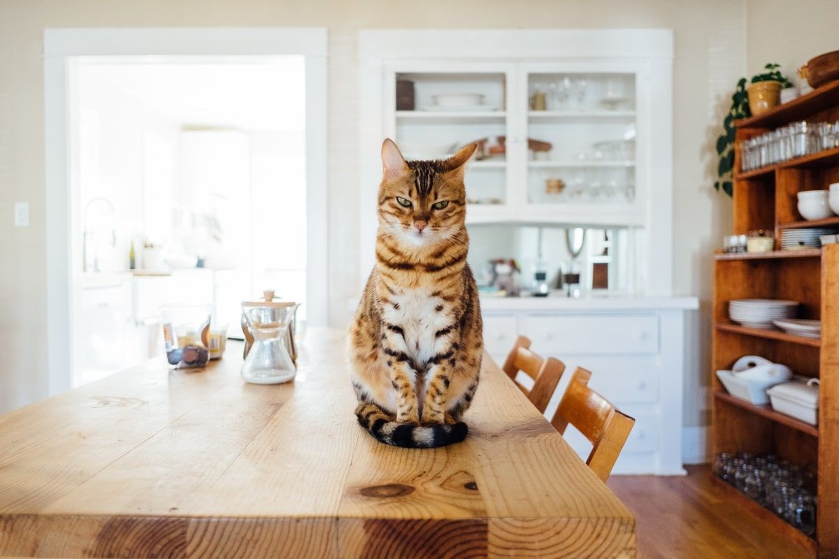 Do you have a cat? Five tips that will save your home