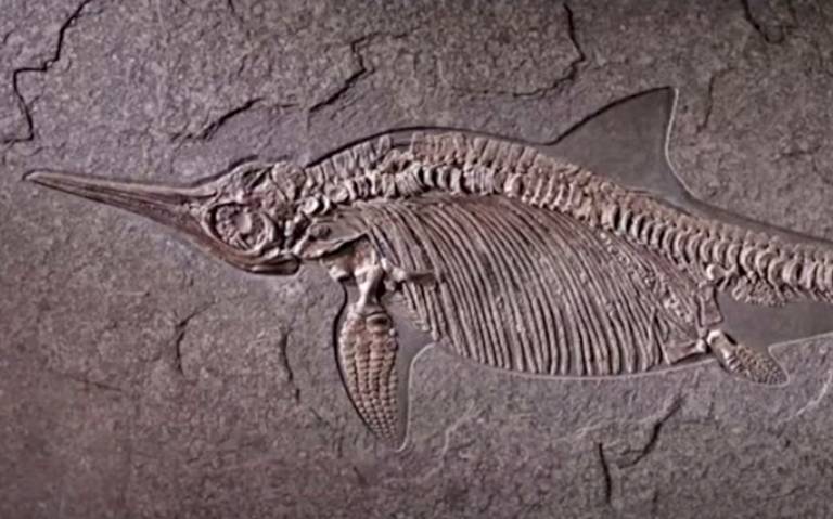 The History of Life on Earth: What Are Fossils?