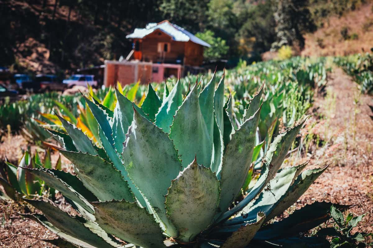 A Mathematical Model Developed to Predict Future Agave Prices