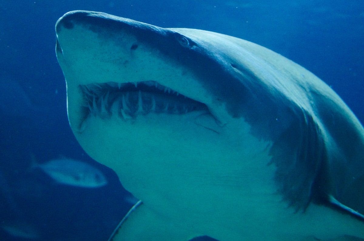 Por qué los tiburones crecen hasta alcanzar tamaños de locura
