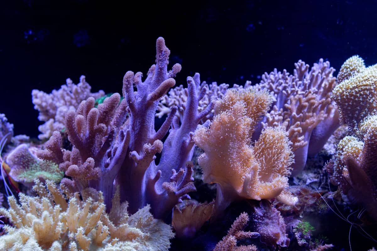 What are corals? Animals, vegetables, or rocks?
