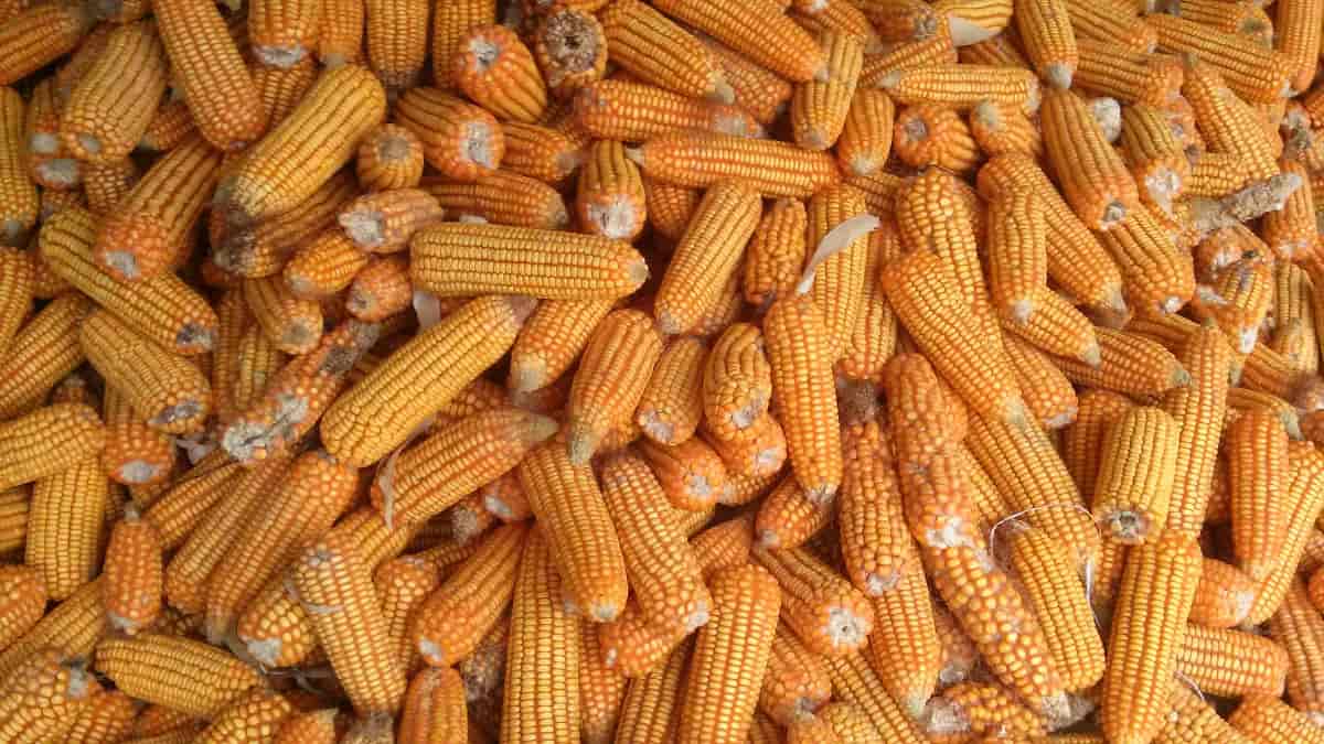 The Sustainable Development of Corn Industry in Mexico