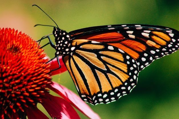 The metamorphosis of insects: How the monarch butterfly transforms