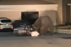 Watch: a giant bear in Monterrey at night outside a house