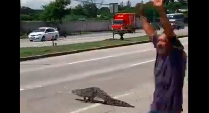 Watch: A huge crocodile stops traffic in Altamira, Tamaulipas