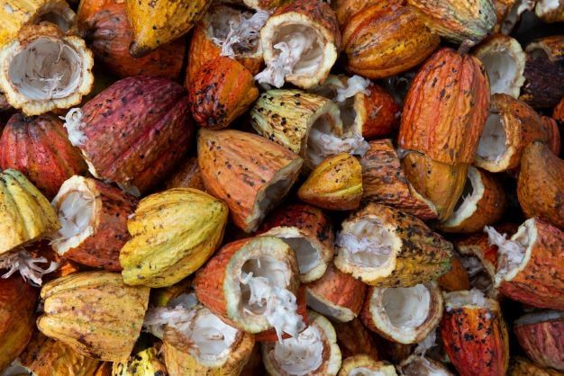 The properties of the cocoa bean husk