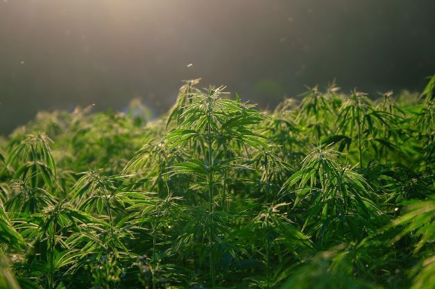 Despite legalization, U.S. and Canadian illegal cannabis markets exist