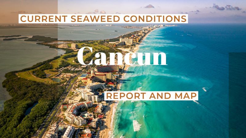 Current Cancun Seaweed Status and Beach Conditions