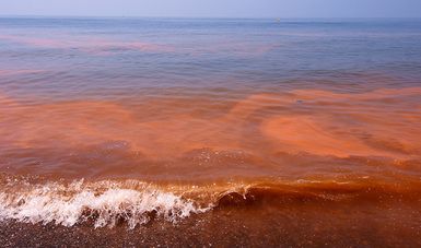 Promising Treatment for Red Tide: Successful Open-Water Test in Gulf of Mexico