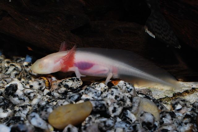 Axolotl's Diet Guide: What Does Axolotl Eat and How to Feed Them?