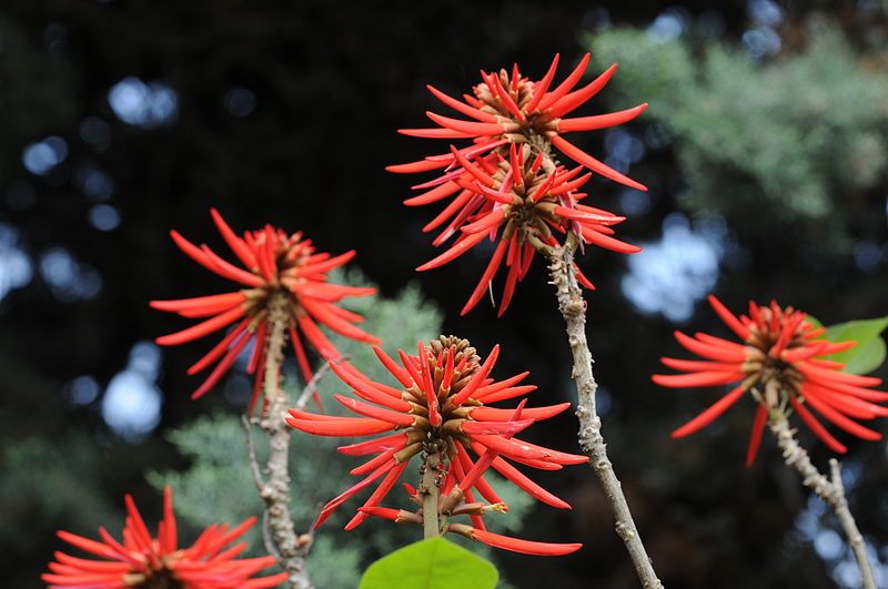 The Beauty of Naked Coral Tree Flower, or Gasparin